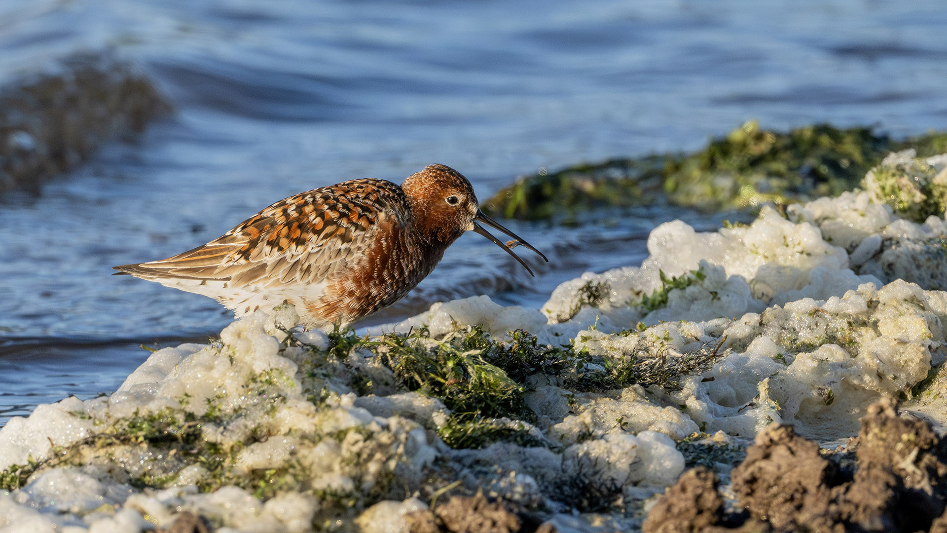Curlew Sandpiper